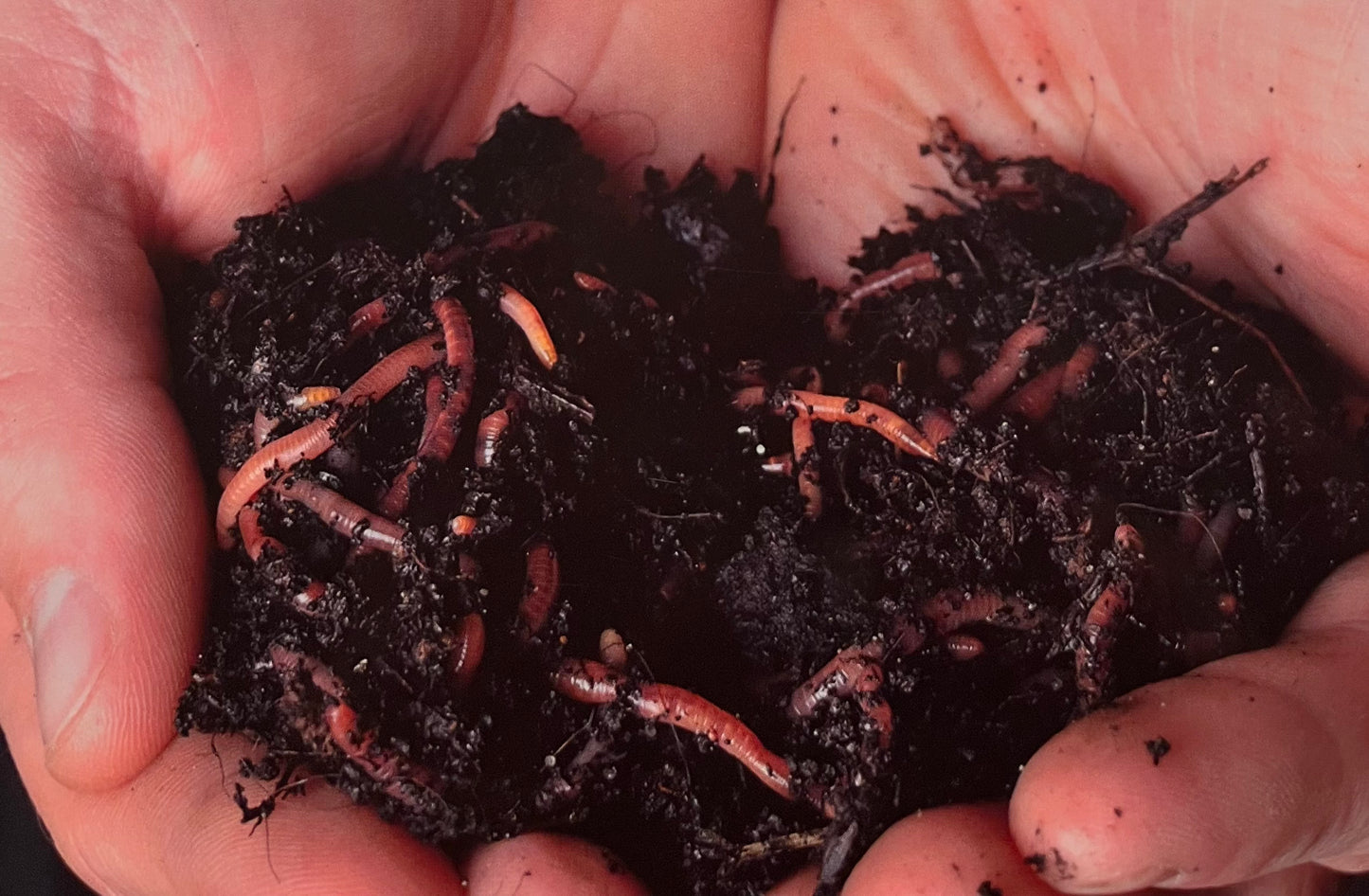 Live Red Wiggler Worms