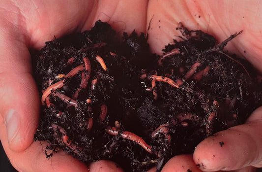 Live Red Wiggler Worms