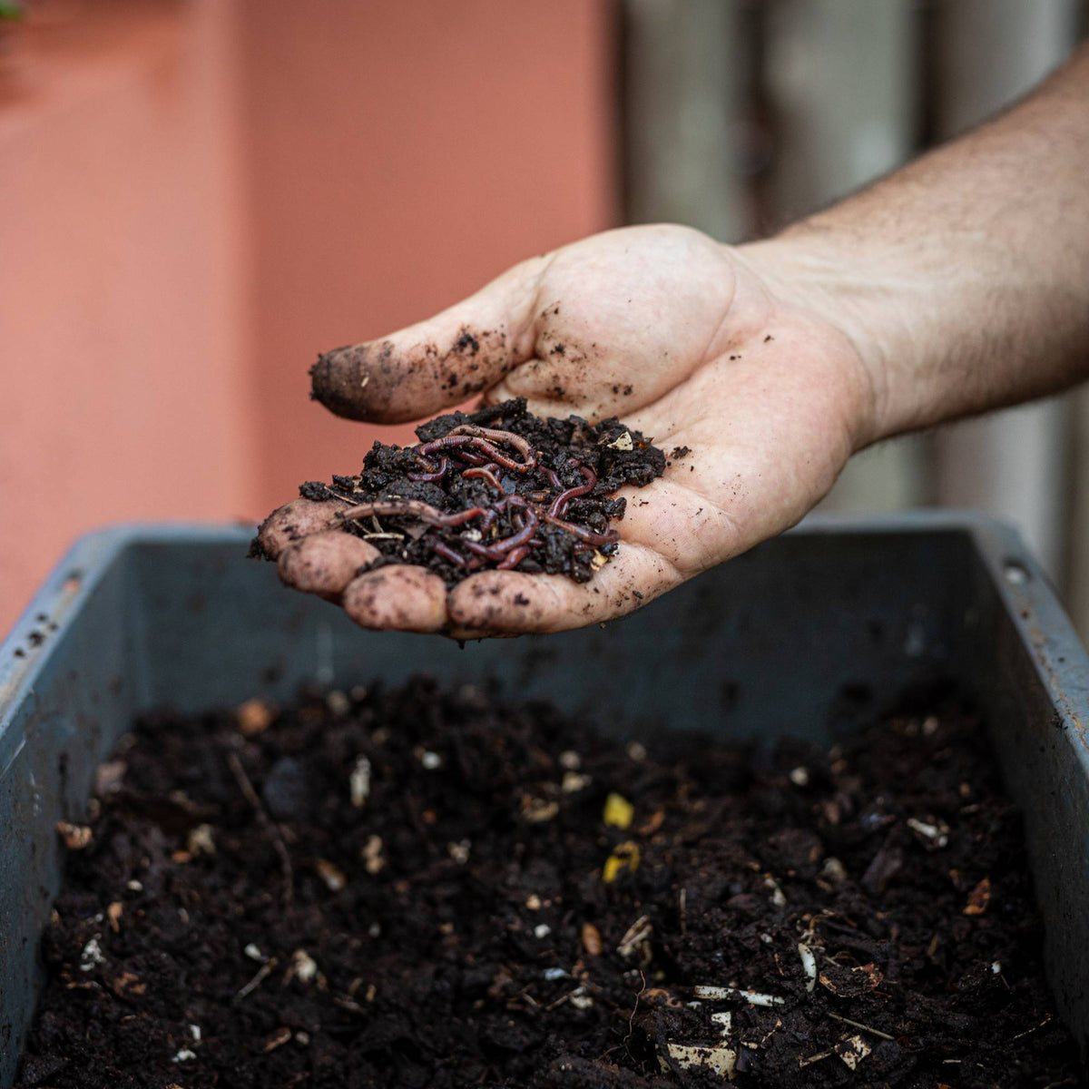 One Hour Vermicomposting Class
